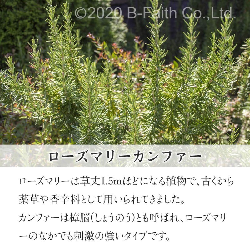 100% Natural Rosemary Comfort Oil 30ml Essential Oil Essential Oil