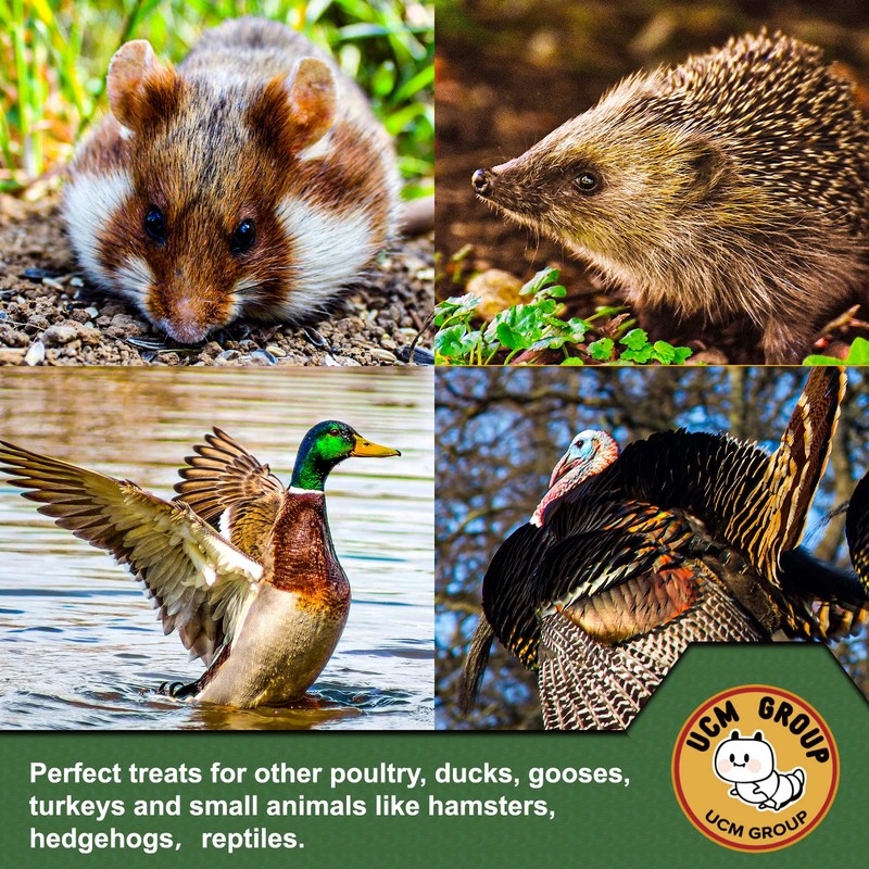 UCM Group 20LB Dried Mealworms for Wild Birds, Chickens, 100%