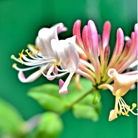 Malibu Tropical Japanese Honeysuckle Live Plant (Lonicera japonica) Purple Leaves 2" Pot