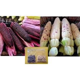50+ Seeds Purple Waxy Gourd and Bicolor Purple White Glutinou Bap NEP cam Hong Seeds Rare find Asian bap NEP Thai deo ngon tuyet VOI F1 Hybrid Bắp dẽo