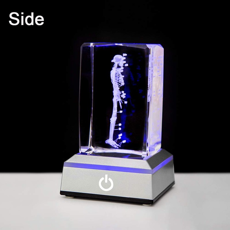IFOLAINA 3D Human Skeleton Model Anatomy Gifts Crystal Labeled Skeleton