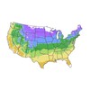 Generic Eastern Redbud Tree, Enchanted Pink Flowers, 7 gal. Nursery
