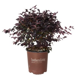 Southern Living Plant Collection 2.5 Qt - Red Diamond Compact Loropetalum, Compact Evergreen Shrub with Deep Purple Foliage and Red Ribbon Blooms