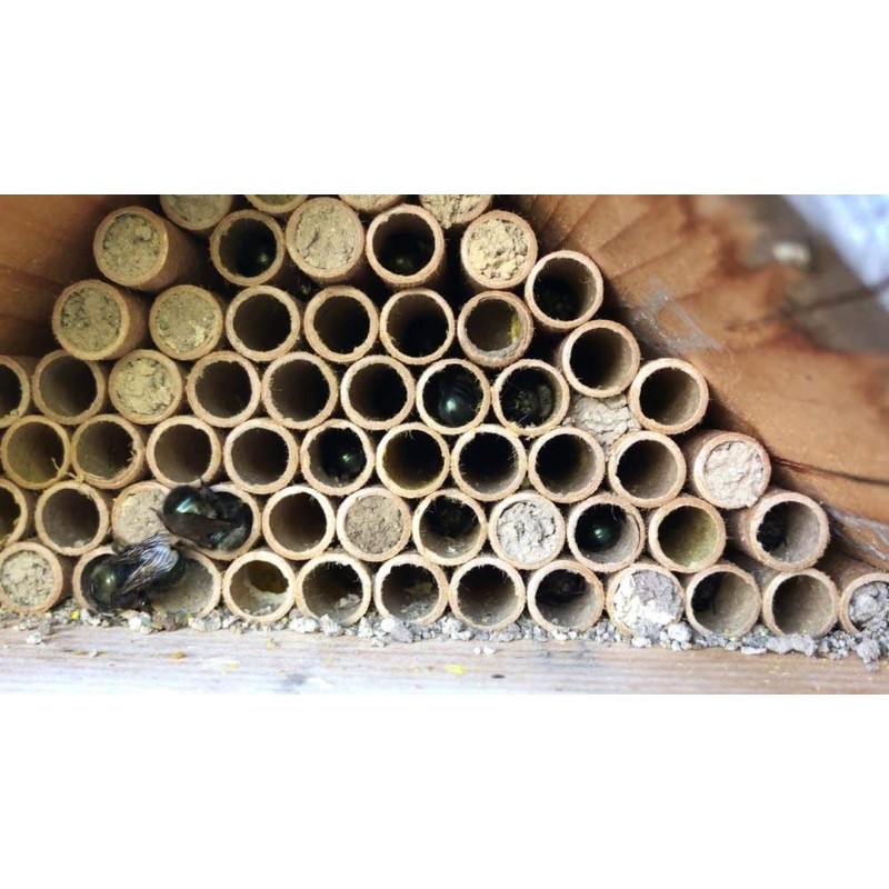 Woodlink 991100 28555 Replacement Mason Bee Fiberboard Nesting Tubes Insect