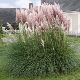 Outsidepride Pink Pampas Ornamental Grass Plant Seeds - 1000 Seeds