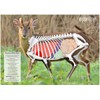 BushWear Muntjac Target Posters (4 pack) Targets (73978)