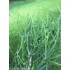 Pencil cactus plant | Milk Bush | Euphorbia tirucalli |
