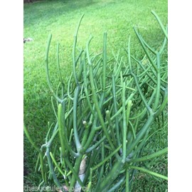 Pencil cactus plant | Milk Bush | Euphorbia tirucalli | 10 Succulent Cuttings