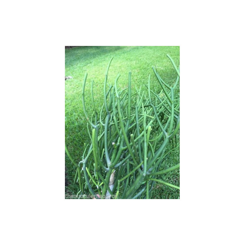Pencil cactus plant | Milk Bush | Euphorbia tirucalli |