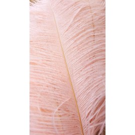 Featherparadise 12 Pieces Dozen Blush Pink Ostrich Feathers 12-14 inches (GA, USA)