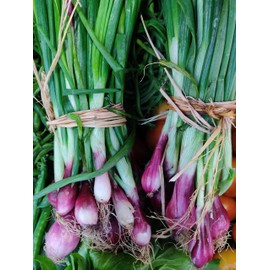 “Lillia” Bunching Onion Seeds – Red Amethyst Bunching Onions aka Scallions – Allium fistulosum | Never GMO, Always Heirloom and Open-Pollinated | USA Grown Seeds by Liliana's Garden |