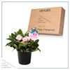 Live Crown of Thorns (Euphorbia Milii) - Light Pink Blooms