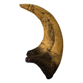 Deinonychus Raptor Dinosaur Claw Replica Museum Quality Cast Fossil Specimen