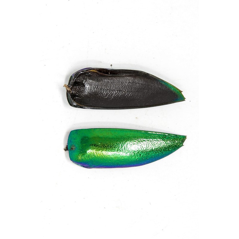 200 Jewel Beetle Elytra | Sternocera aequisignata | Iridescent Wing