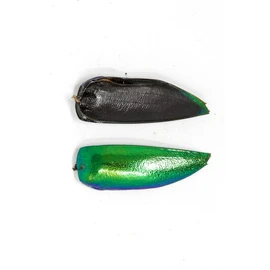 200 Jewel Beetle Elytra | Sternocera aequisignata | Iridescent Wing Case of The Metallic Green Jewel Beetle for Jewelry Craft Art Design
