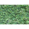 10 oz Full With Duckweed + Salvinia Plant Easy Live