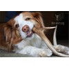 K-9 Antler Co. Elk Antlers for Dogs – Large Split,