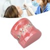 Demonstration Orthodontics Dental Model Disassembled Resin Teeth Model for Teaching