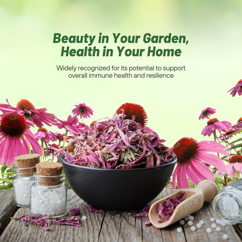 Outsidepride Purple Echinacea Coneflower Seeds - 1000 Pcs Perennial, Deer-Proof