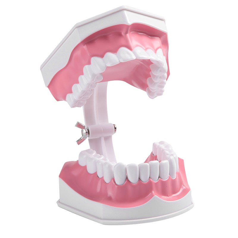 Adult Dental Teeth Model and Toothbrush with Removable High Grade