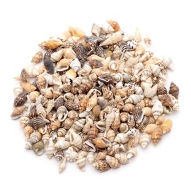 GOLD STONE Seashell Parts, Resin, 10g Shell, Material, Home Time, Production, Handmade, Craft, Natural Shellfish Material, Conch, Around 50 Pieces