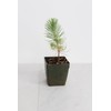 Generic Mini Bonsai Tree Starter Plant Gift Pinus Eldarica Aleppo