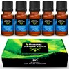 ORIGINAL NATURE'S OILS Kit de 5 aceites Esenciales de Eucalipto