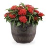 Woodford Barrel Macetas Estilo Barril Paquete 5 Piezas Para Jardin