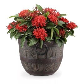 Woodford Barrel Macetas Estilo Barril Paquete 5 Piezas Para Jardin Southern