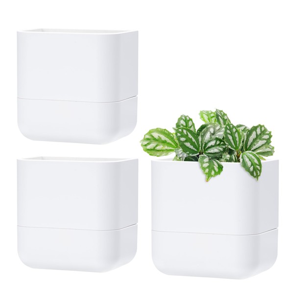 Phoenix Vine 6.5-Inch Wall Mounted Self-Watering Planter Pot for Indoor