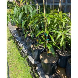 Tree Pina Colada Dwarf TREE GRAFTED 2-4 Ft Tall.Ship To All States.