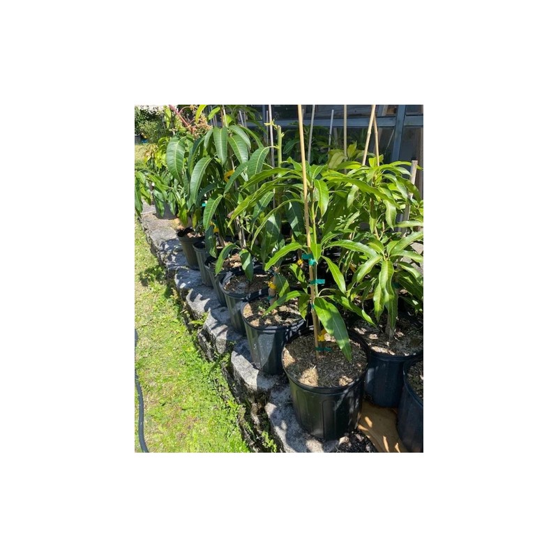 Tree Pina Colada Dwarf TREE GRAFTED 2-4 Ft Tall.Ship To