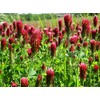 1,400 Red Crimson Clover Seeds for Planting 7 Grams Trifolium