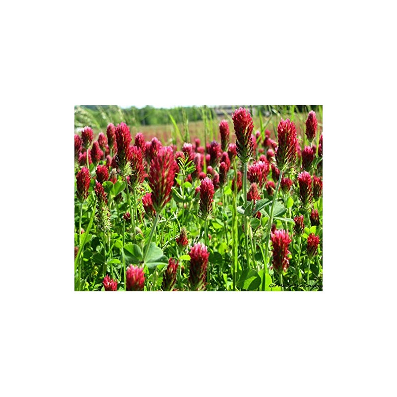 1,400 Red Crimson Clover Seeds for Planting 7 Grams Trifolium