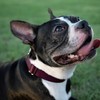 Country Brook Design | Martingale Heavyduty Nylon Dog Collar -