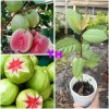 Guava Tree 1 Cup Ruby Red Guava Tree 12-15 "