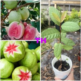 Guava Tree 1 Cup Ruby Red Guava Tree 12-15 " Tropical Live Plant ,Ready To Plant