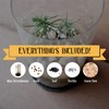 Bonsai Tree | Japanese Black Pine | Seed Grow Kit