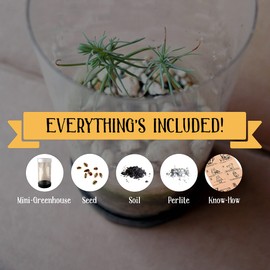 Bonsai Tree | Japanese Black Pine | Seed Grow Kit | The Jonsteen Company