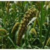 HeirloomSupplySuccess - 400 Heirloom Japanese Millet Seeds