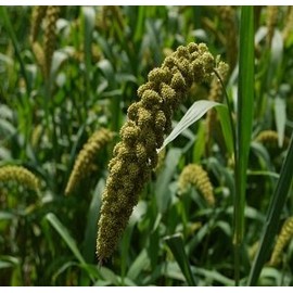 HeirloomSupplySuccess - 400 Heirloom Japanese Millet Seeds