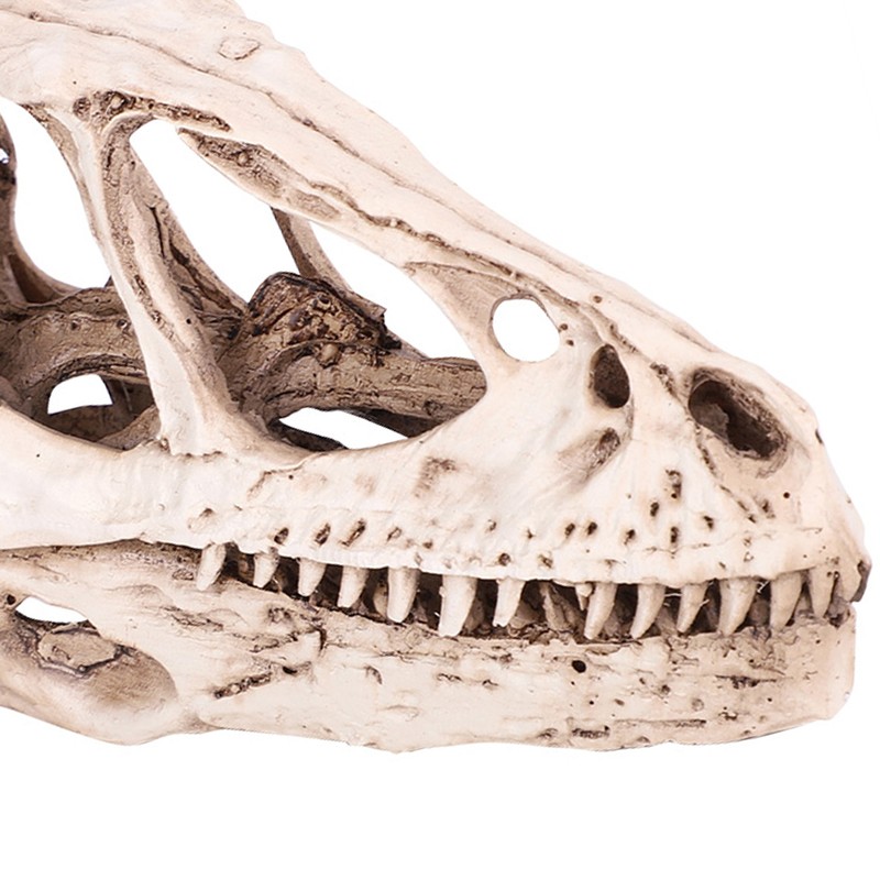 Resin Dinosaur Skull Model Simulated Animal Skeleton Home Office Decor
