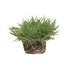 Zoysia Sod Plugs - 36 Large 3" x 3" Plugs