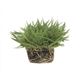 Zoysia Sod Plugs - 36 Large 3" x 3" Plugs - Drought, Salt & Shade Tolerant Turf Grass