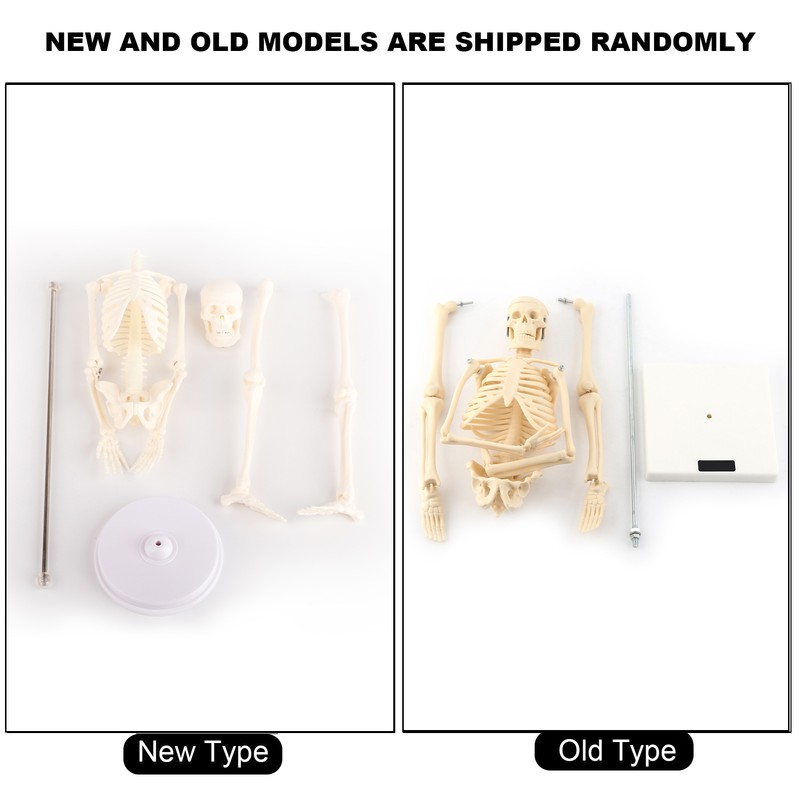 1pc Human Skeleton Anatomical Model Medical Anatomical Teaching Tool With