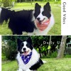 TroisAmis Easter Dog Bandanas 2Packs, Spring Bandanas for Large Dogs,