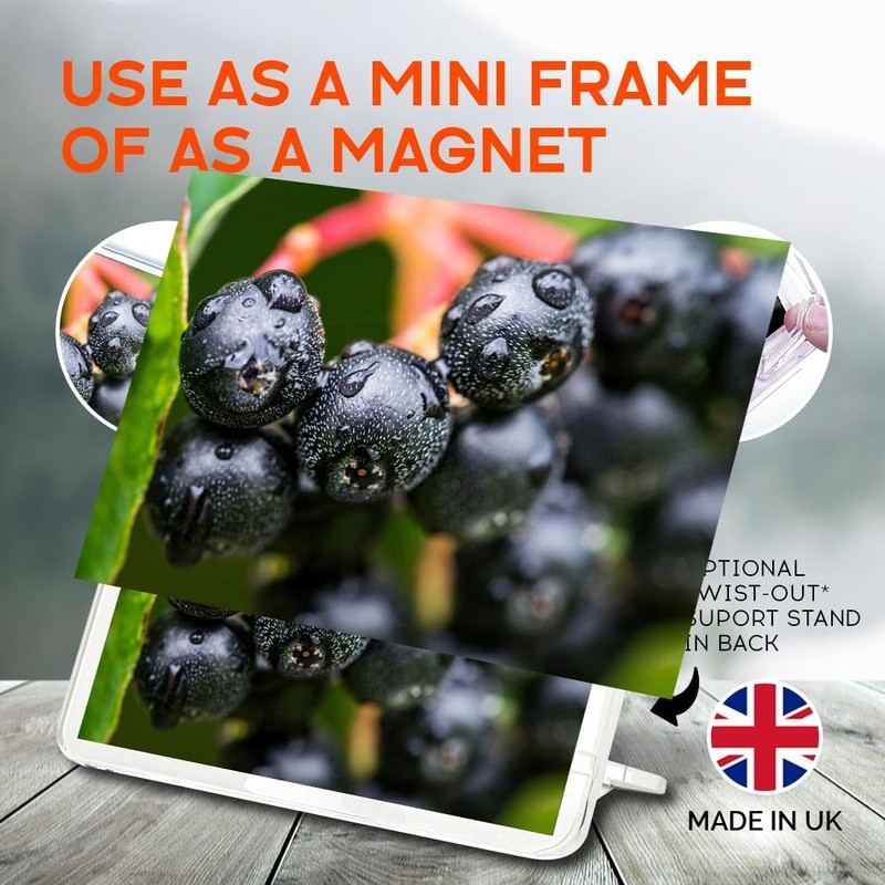 Classic Rectangle Magnet with Stand - Black Chokeberry Fruit Plant