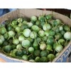 Thai Eggplant Seeds "Petch Siam"200 Vegetable Seeds, Heirloom From Thailand