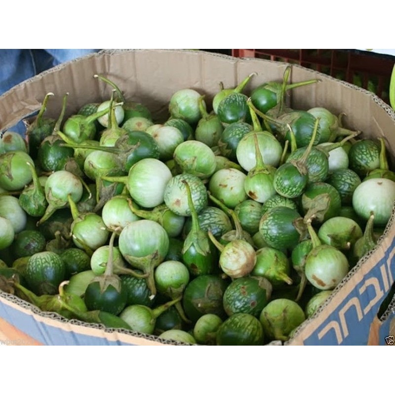 Thai Eggplant Seeds "Petch Siam"200 Vegetable Seeds, Heirloom From Thailand