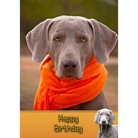 Weimaraner Birthday Card
